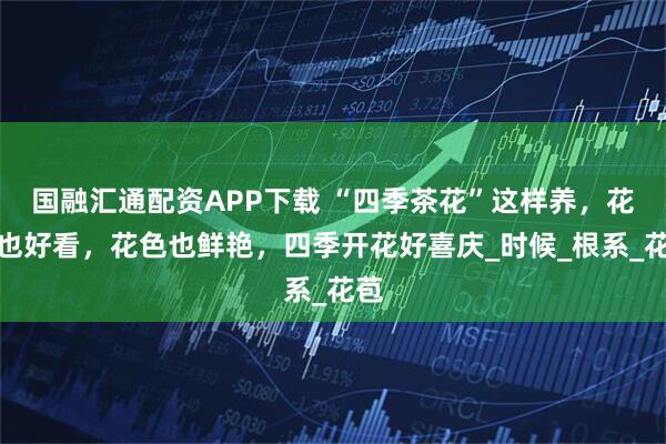 国融汇通配资APP下载 “四季茶花”这样养，花型也好看，花色也鲜艳，四季开花好喜庆_时候_根系_花苞